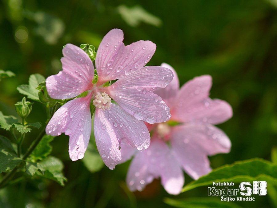 Mošusni sljez (Malva moschata)