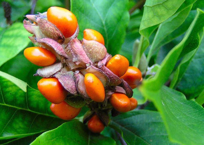 Plodovi Magnolije se pojavljuje oko rujna