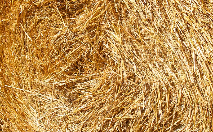 Ljeto dolazi (3) I žita uskoro dolaze