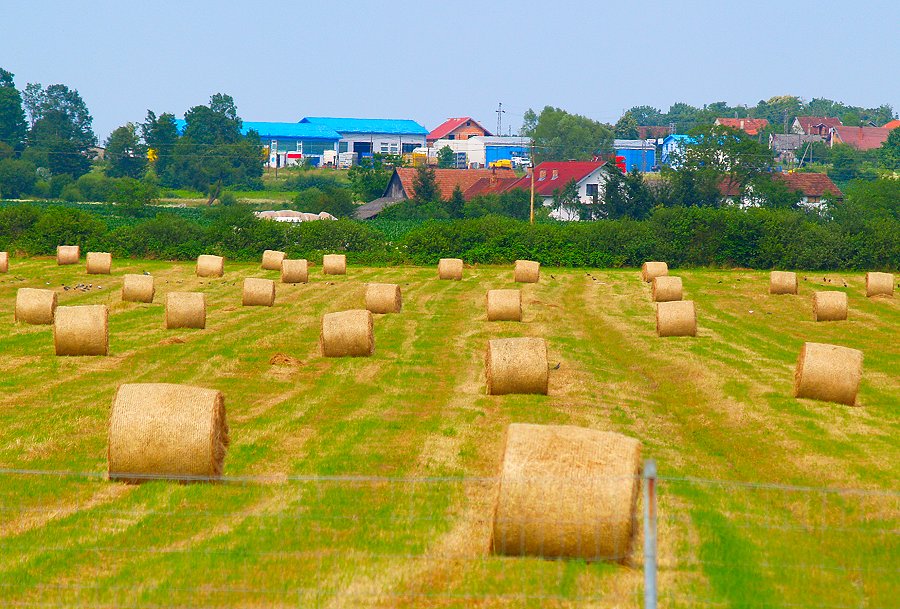 Ljeto dolazi (2) I žita uskoro dolaze