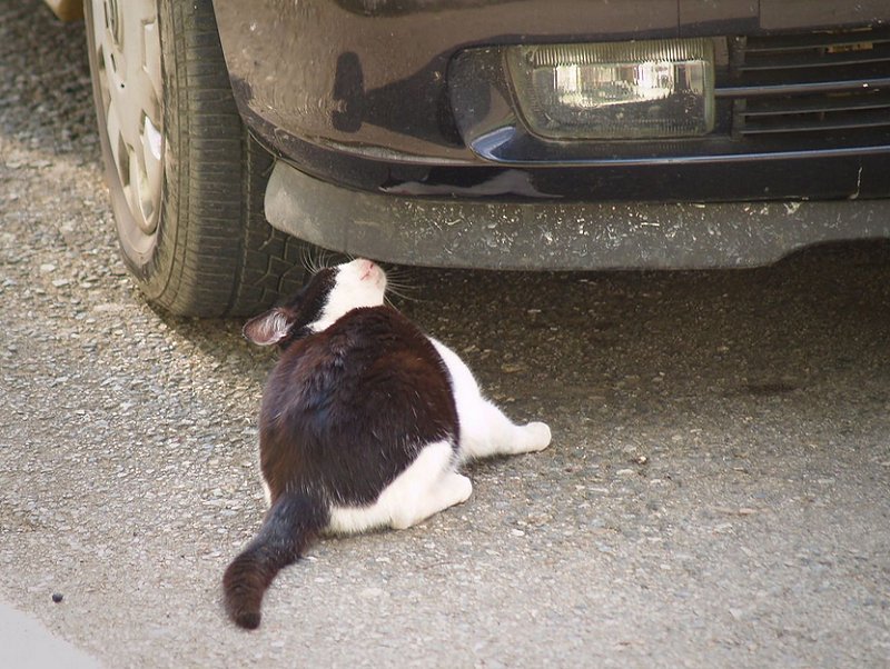 Klindžo: Mace mehaničarke popavljaje MOJ AUTO