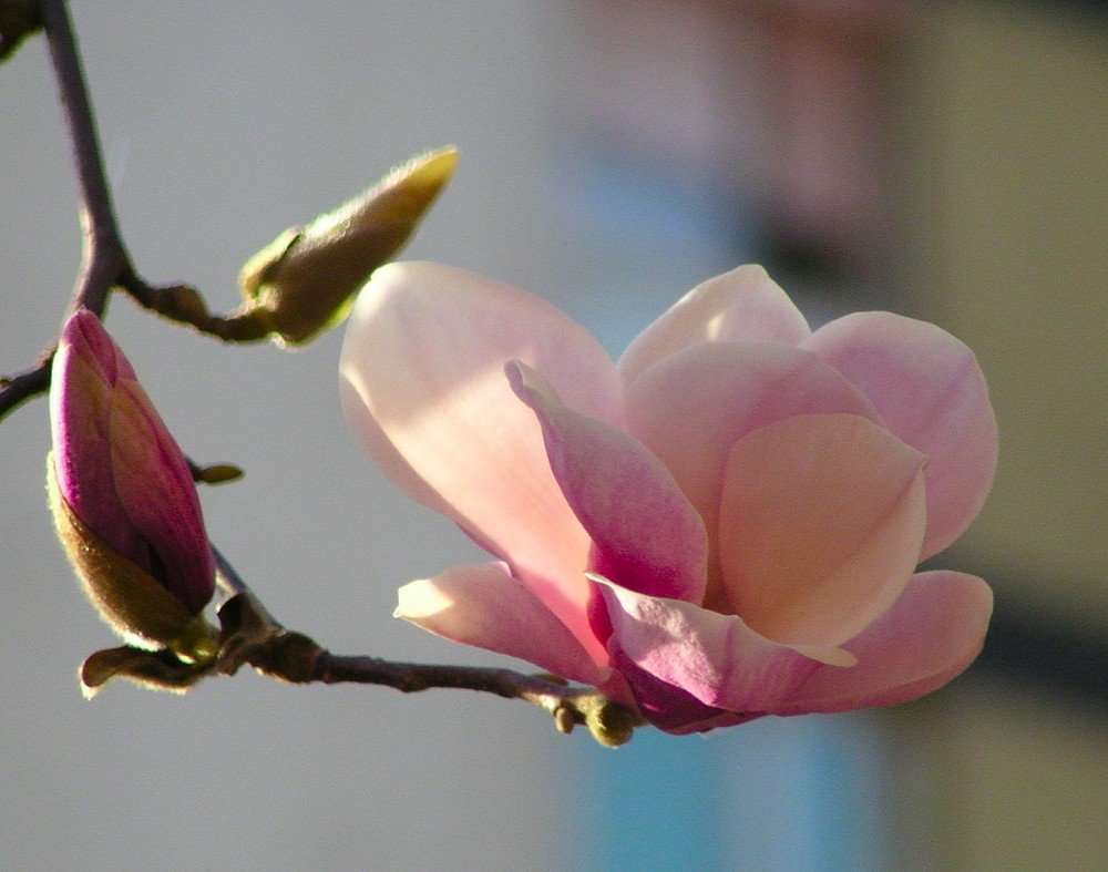 Magnolija 2003
