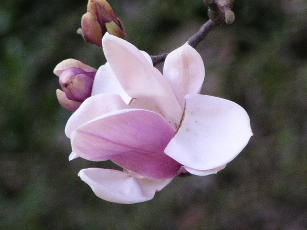 Magnolija 2003