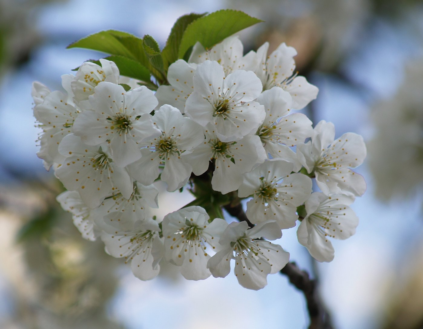 Cvijeće još radi...