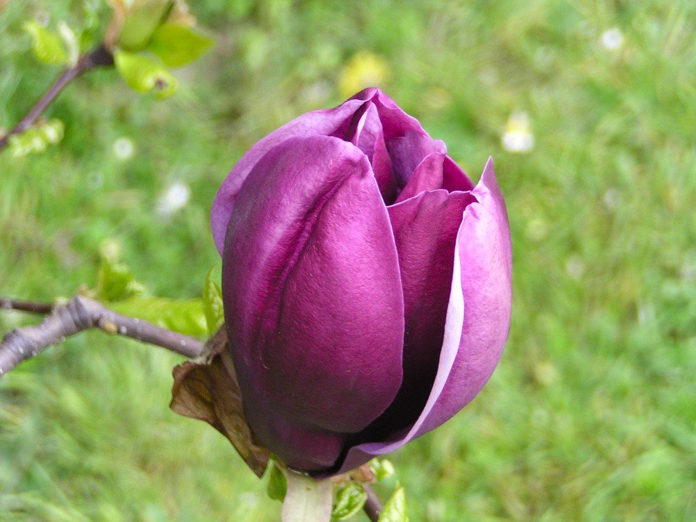 Magnolija 2002