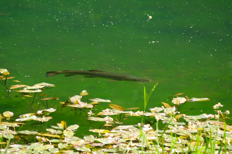 Sanjao sam noćas ribu iz Parka Jankovac