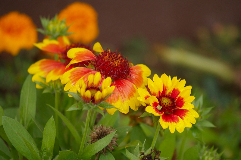 Samo ljepota prirode je radost