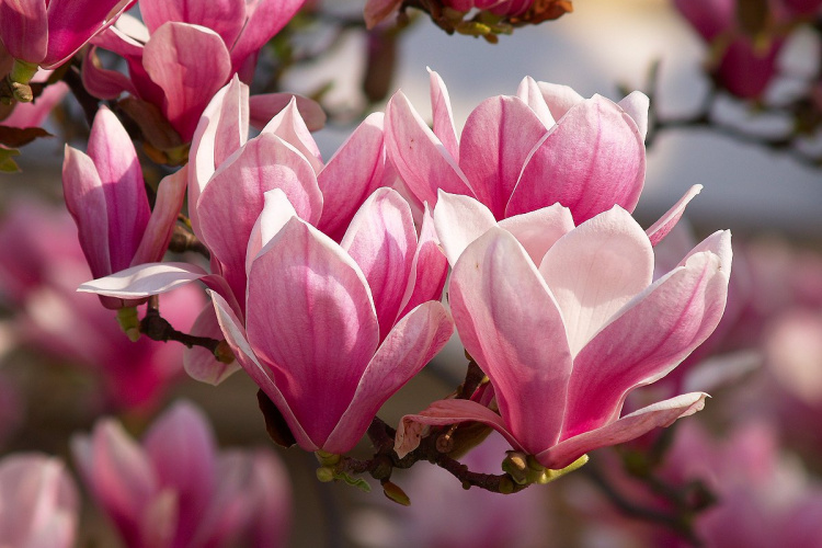 Magnolija je procvala na Trgu I. Brlić-Mažuranić