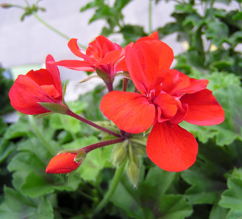 Malo o ljepoti: ova ljepotica zove se Pelargonija