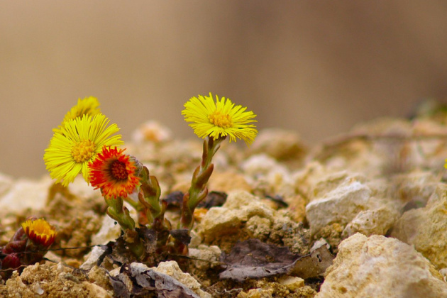 Priroda se probudila. Cviječe sa stare krečane Domin