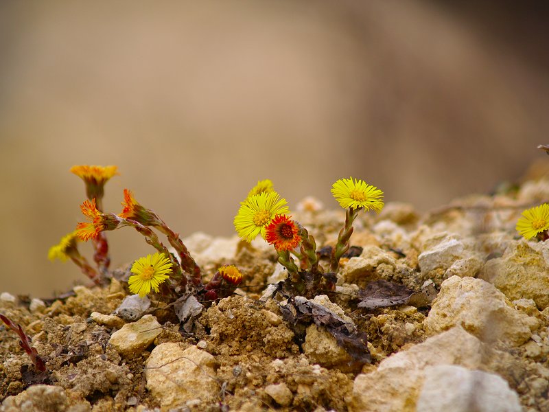 Priroda se probudila. Cviječe sa stare krečane Domin